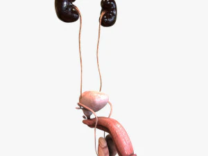 Male and Female combo Urinary System 3D Model