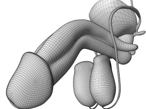 Male and Female combo Urinary System 3D Model