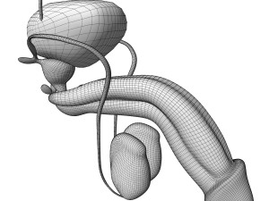 Male and Female combo Urinary System Modelo 3D
