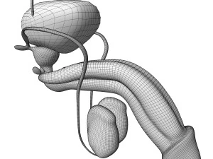 Male and Female combo Urinary System 3D Model