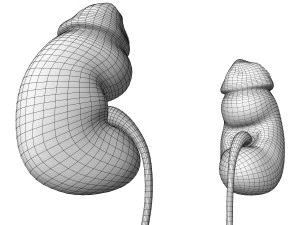 Male and Female combo Urinary System 3D Model