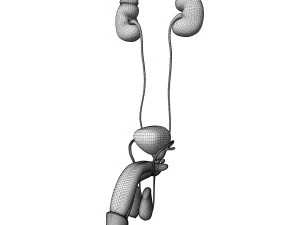 Male and Female combo Urinary System 3D Model