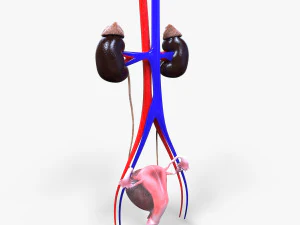 Male and Female combo Urinary System 3D Model