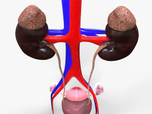 Male and Female combo Urinary System 3D Model