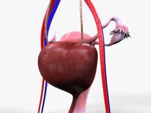 Male and Female combo Urinary System 3D Model