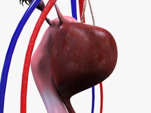 Male and Female combo Urinary System Modelo 3D