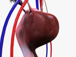 Male and Female combo Urinary System 3D Model