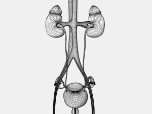 Male and Female combo Urinary System 3D Model
