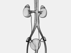Male and Female combo Urinary System 3D Model