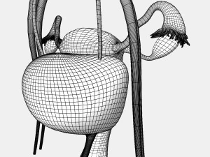 Male and Female combo Urinary System 3D Model