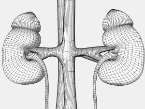 Male and Female combo Urinary System 3D Model