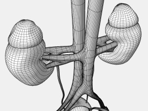 Male and Female combo Urinary System Modelo 3D