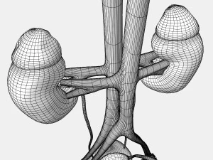 Male and Female combo Urinary System 3D Model