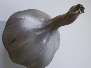 Garlic 3D Model