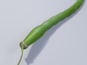 Green Bean 3D Model