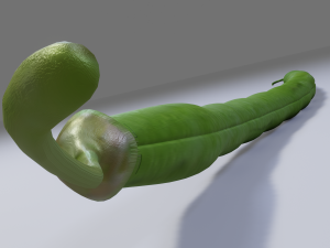 Green Bean 3D Model