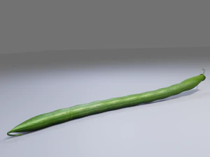 Green Bean 3D Model