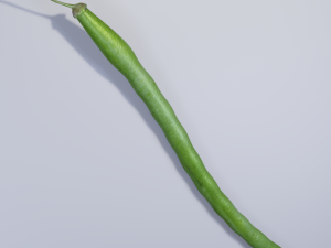 Green Bean 3D Model