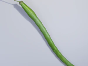 Green Bean 3D Model