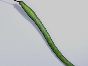 Green Bean 3D Model
