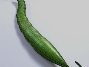 Green Bean 3D Model