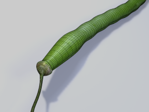 Green Bean 3D Model