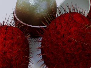 Rambutan Modello 3D