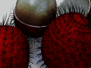 Rambutan Model 3D