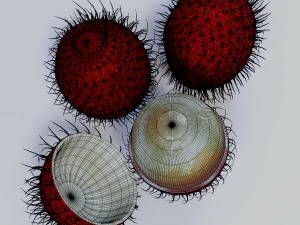 Rambutan Modello 3D