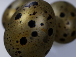 Quail Eggs 3D Model