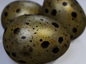 Quail Eggs 3D Model