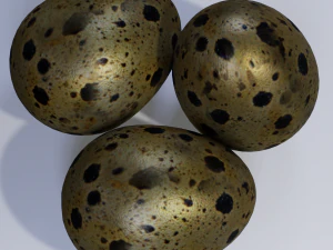 Quail Eggs 3D Model