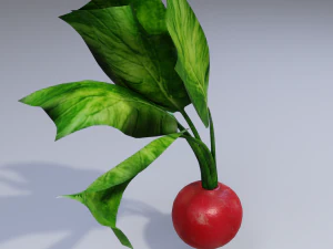 Ravanello Modello 3D