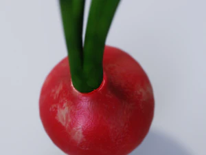 Radish 3D Model