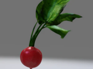 Radish 3D Model