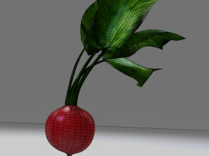 Radish 3D Model