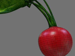 Radish 3D Model