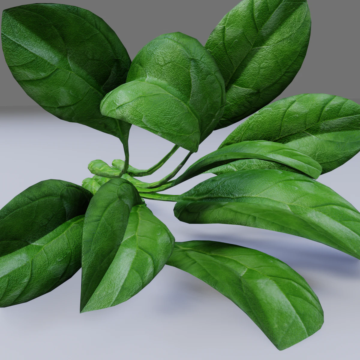Spinach 3D Model .c4d .max .obj .3ds .fbx .stl .blend 