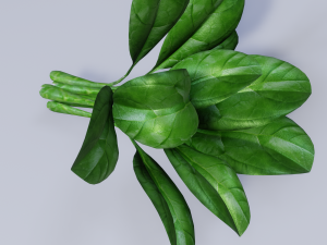 Spinach Model 3D
