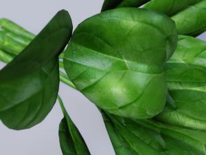 Spinach Model 3D