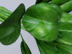 Spinach 3D Model