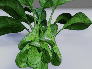 Spinach Model 3D