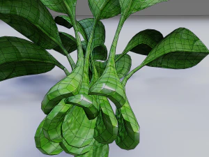 Spinach 3D Model