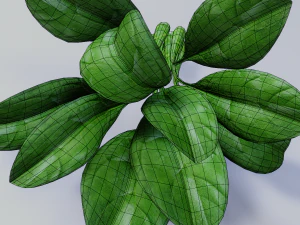 Spinach 3D Model