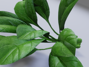 Spinach Model 3D