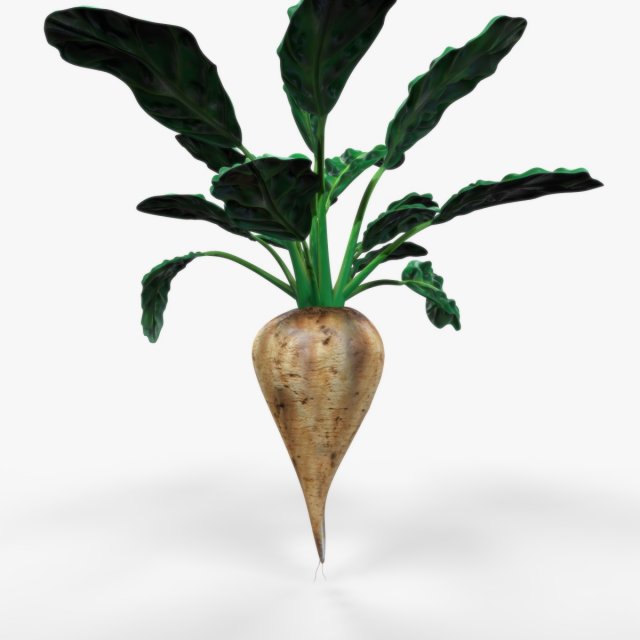 Sugar Beet 3D मॉडल .c4d .max .obj .3ds .fbx .stl .blend 