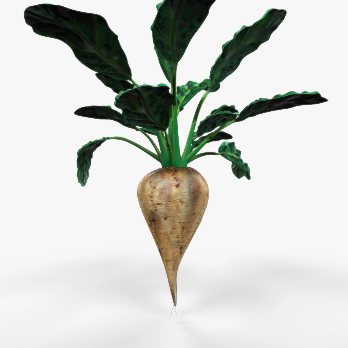 Sugar Beet 3D Model .c4d .max .obj .3ds .fbx .stl .blend