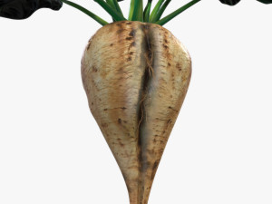 Sugar Beet 3D मॉडल