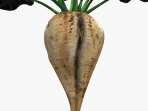 Sugar Beet 3D Model