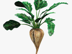 Sugar Beet 3D Model